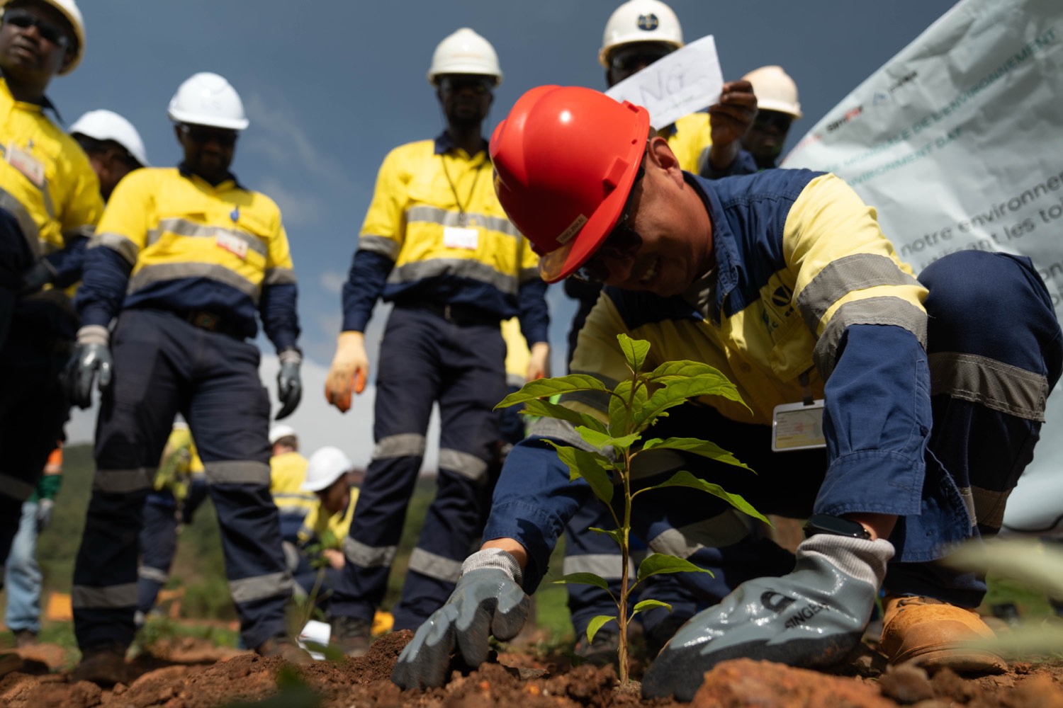 An employee plants a local-species seedling surrounded by his team